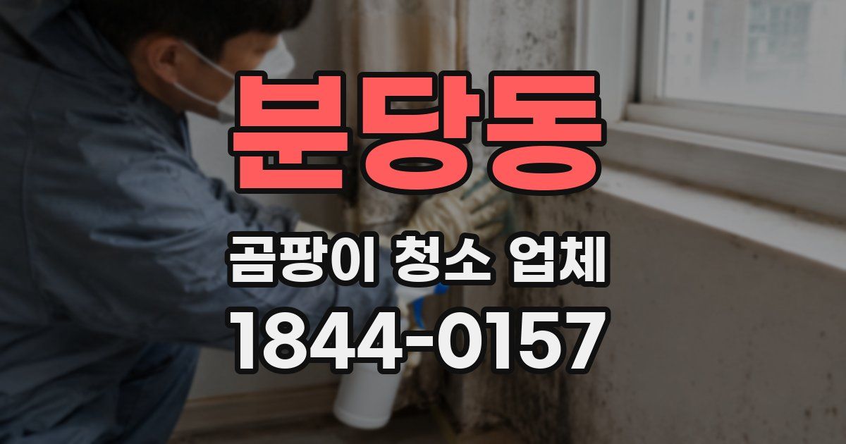 분당동 곰팡이 청소 업체
