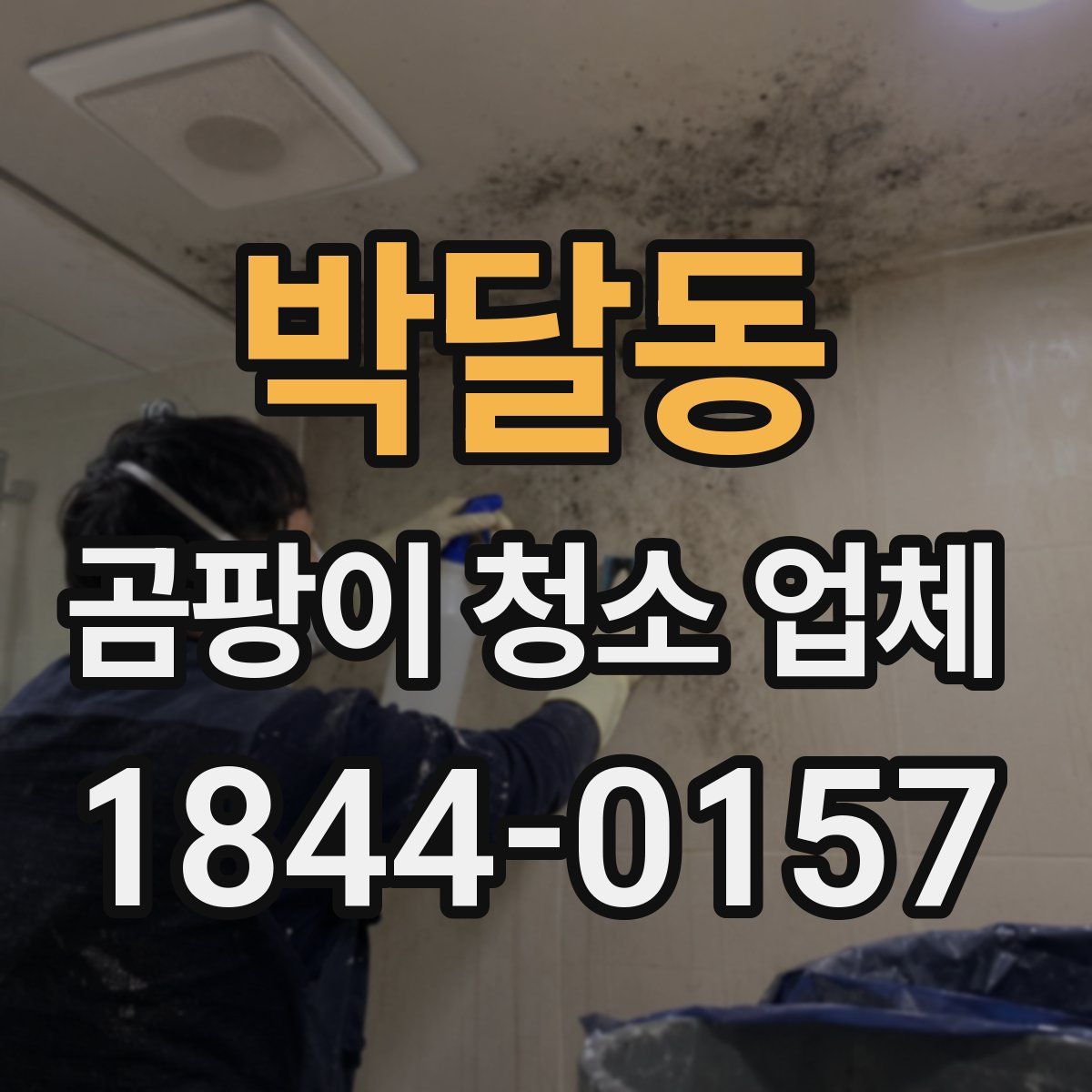 박달동 곰팡이 청소 업체
