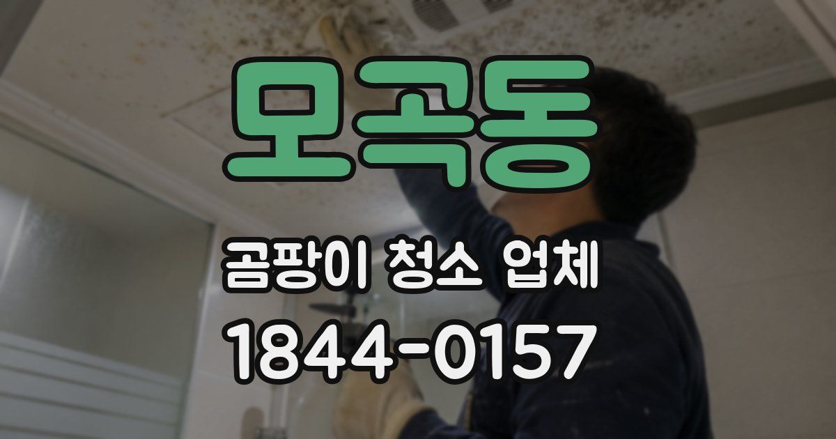 모곡동 곰팡이 청소 업체