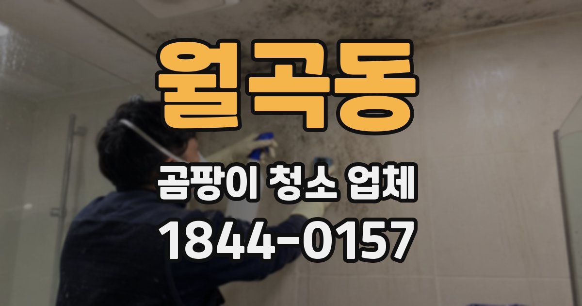 월곡동 곰팡이 청소 업체