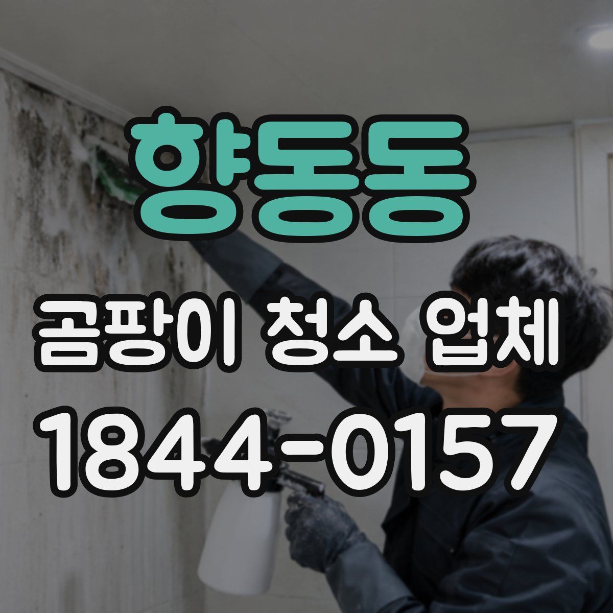 향동동 곰팡이 청소 업체
