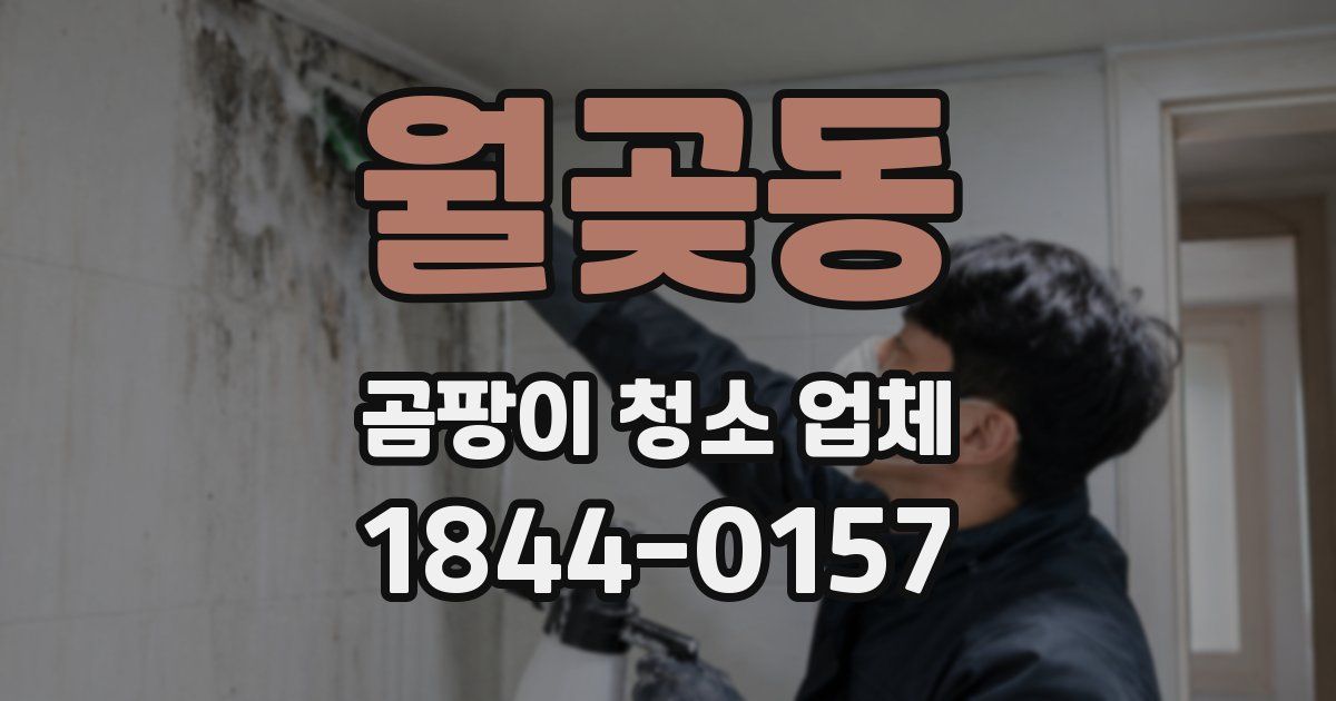 월곶동 곰팡이 청소 업체