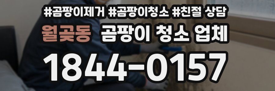 월곶동 곰팡이 청소 업체