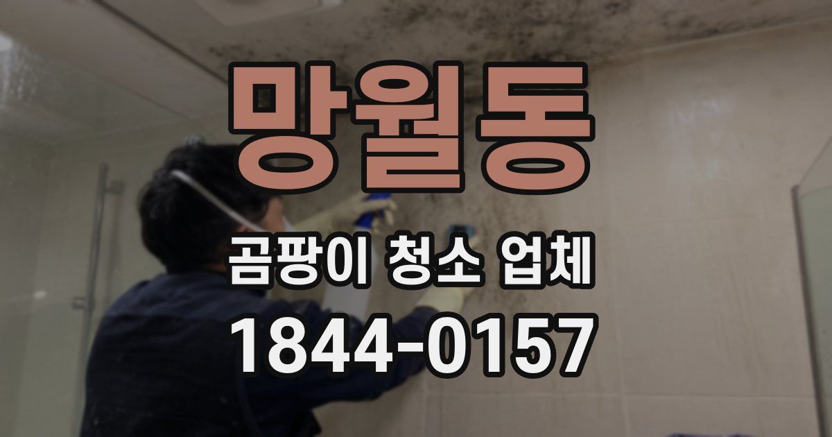 망월동 곰팡이 청소 업체