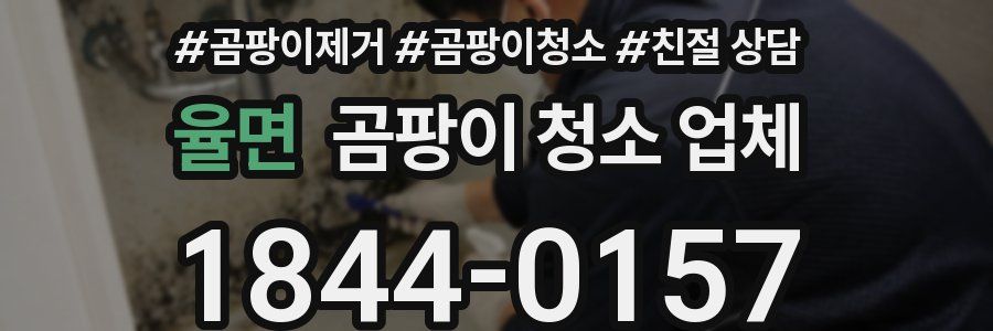 율면 곰팡이 청소 업체