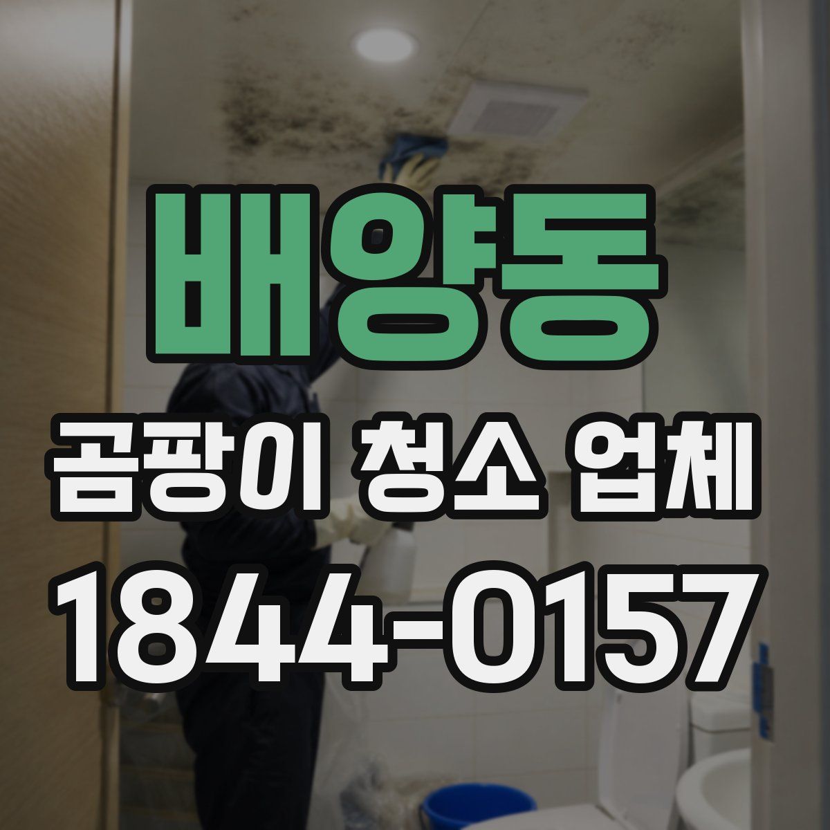 배양동 곰팡이 청소 업체