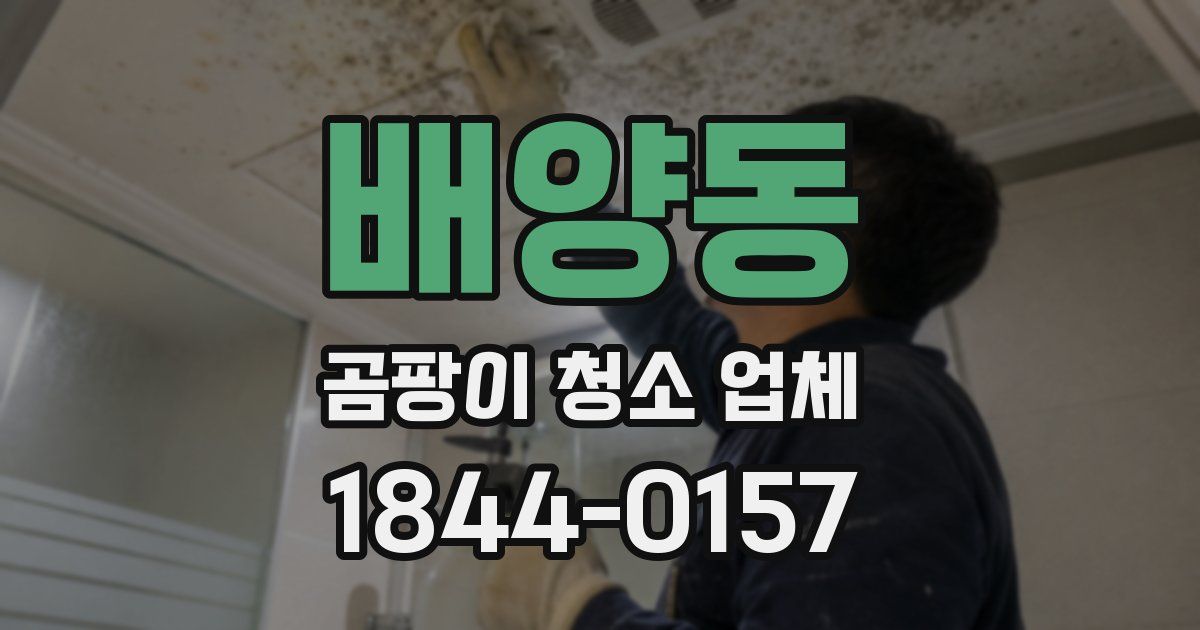 배양동 곰팡이 청소 업체