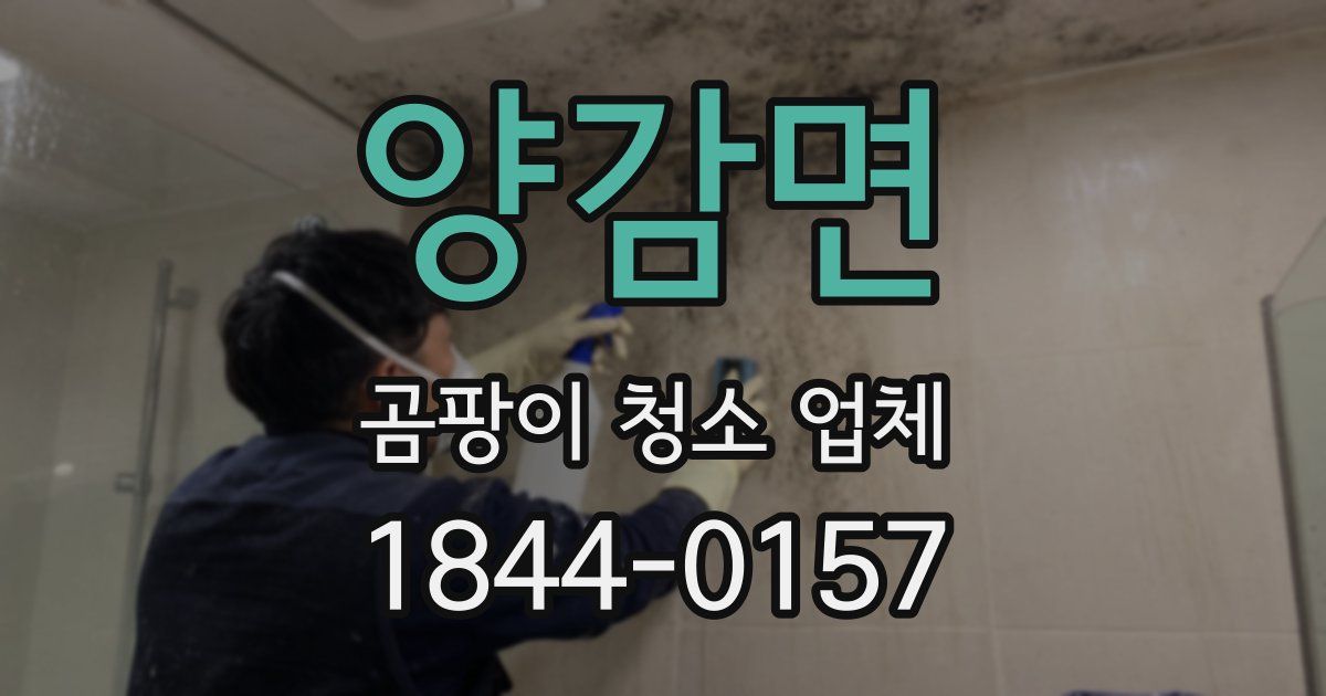 양감면 곰팡이 청소 업체