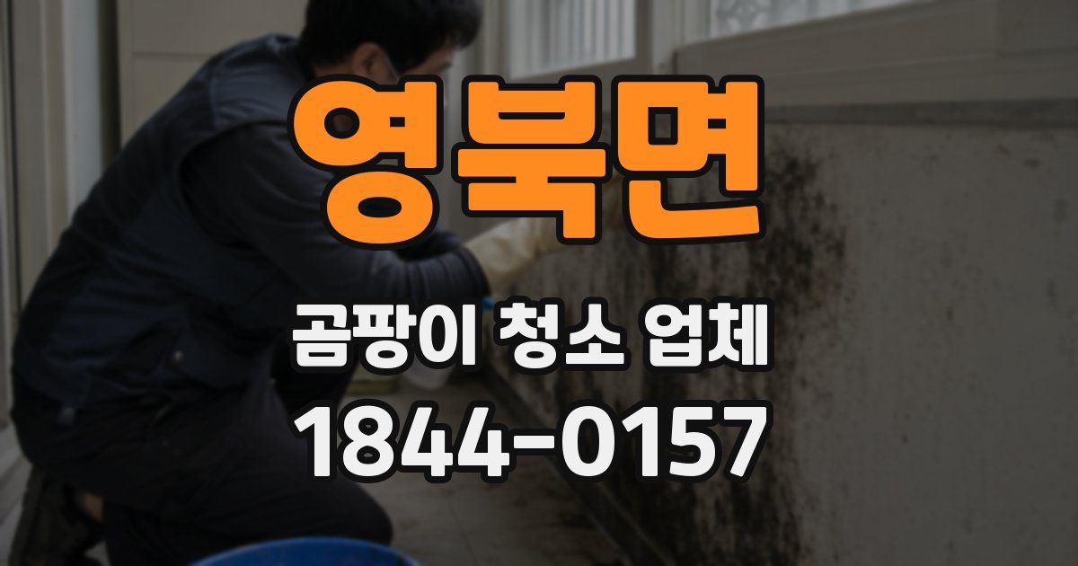 영북면 곰팡이 청소 업체