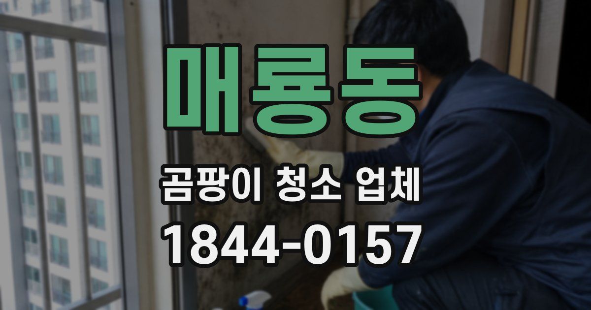 매룡동 곰팡이 청소 업체