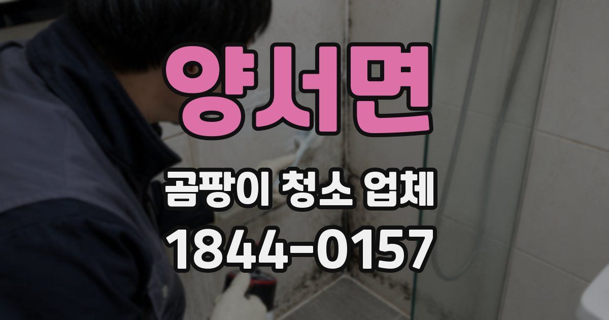 양서면 곰팡이 청소 업체