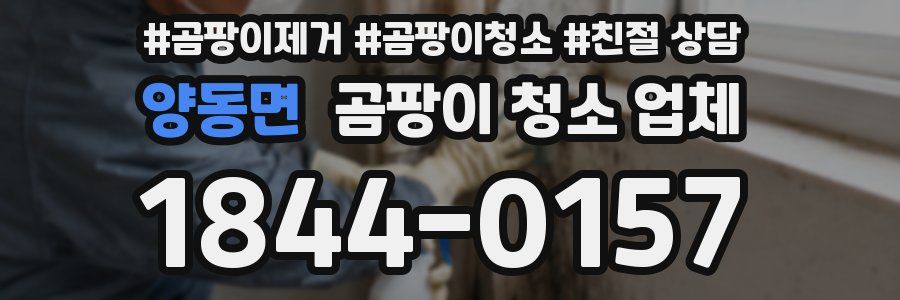 양동면 곰팡이 청소 업체