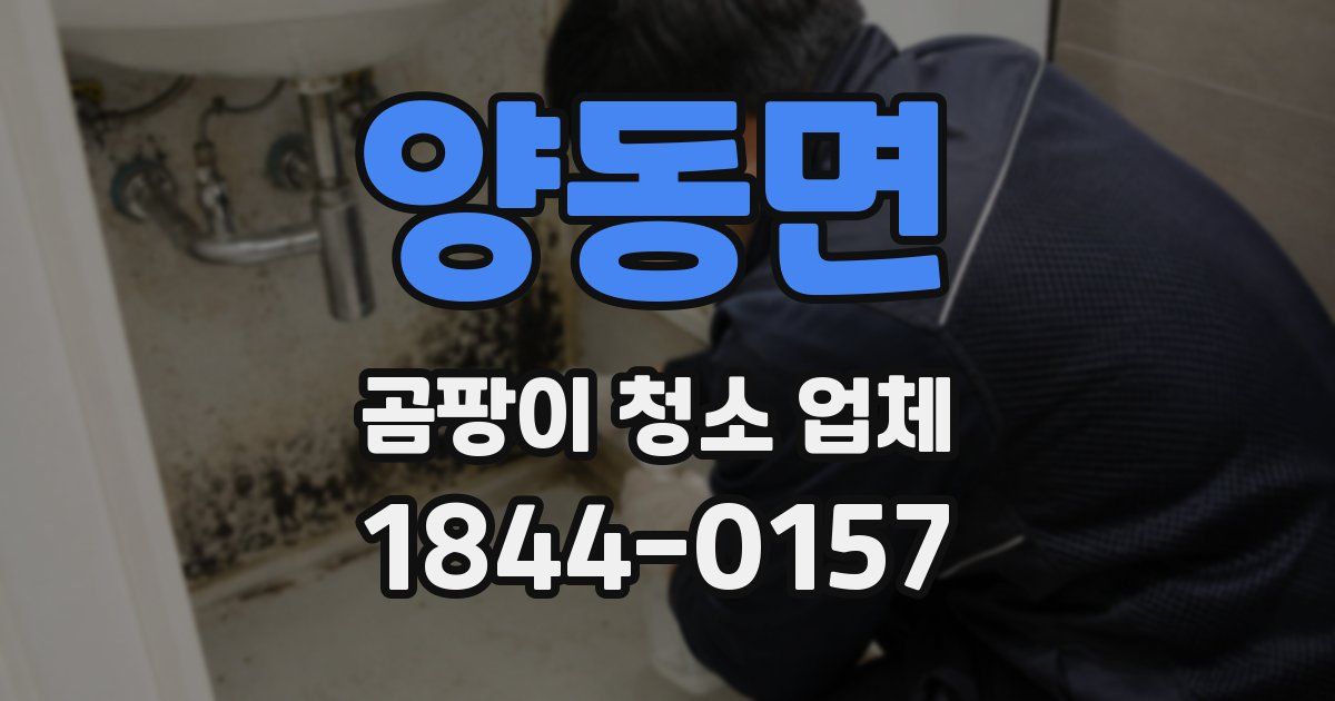 양동면 곰팡이 청소 업체