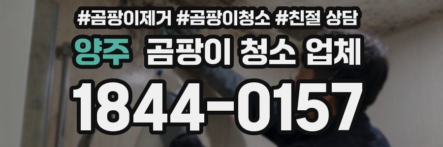 양주 곰팡이 청소 업체