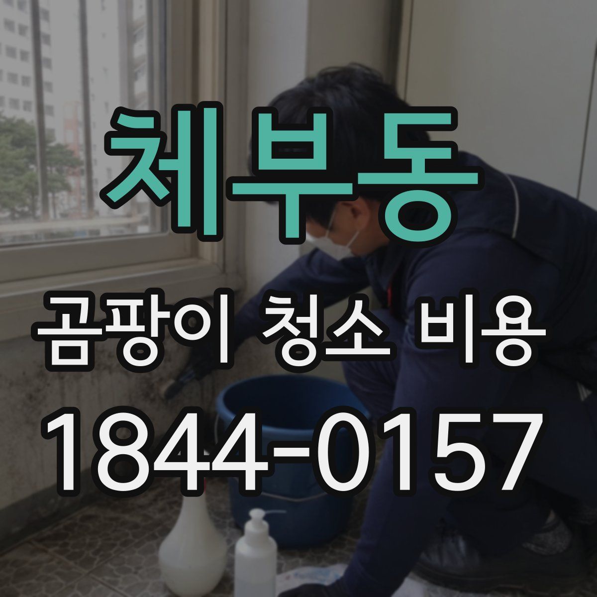 체부동 곰팡이 청소 비용