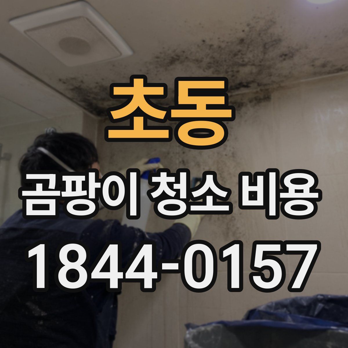 초동 곰팡이 청소 비용