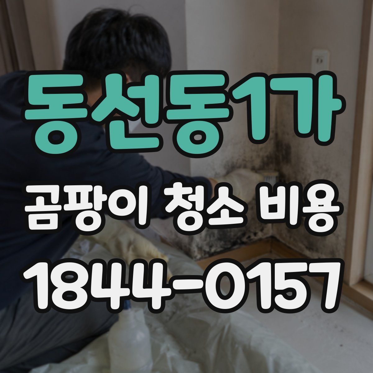 동선동1가 곰팡이 청소 비용
