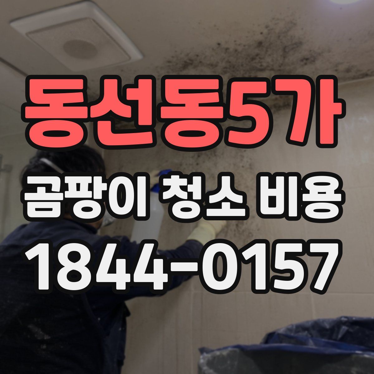동선동5가 곰팡이 청소 비용