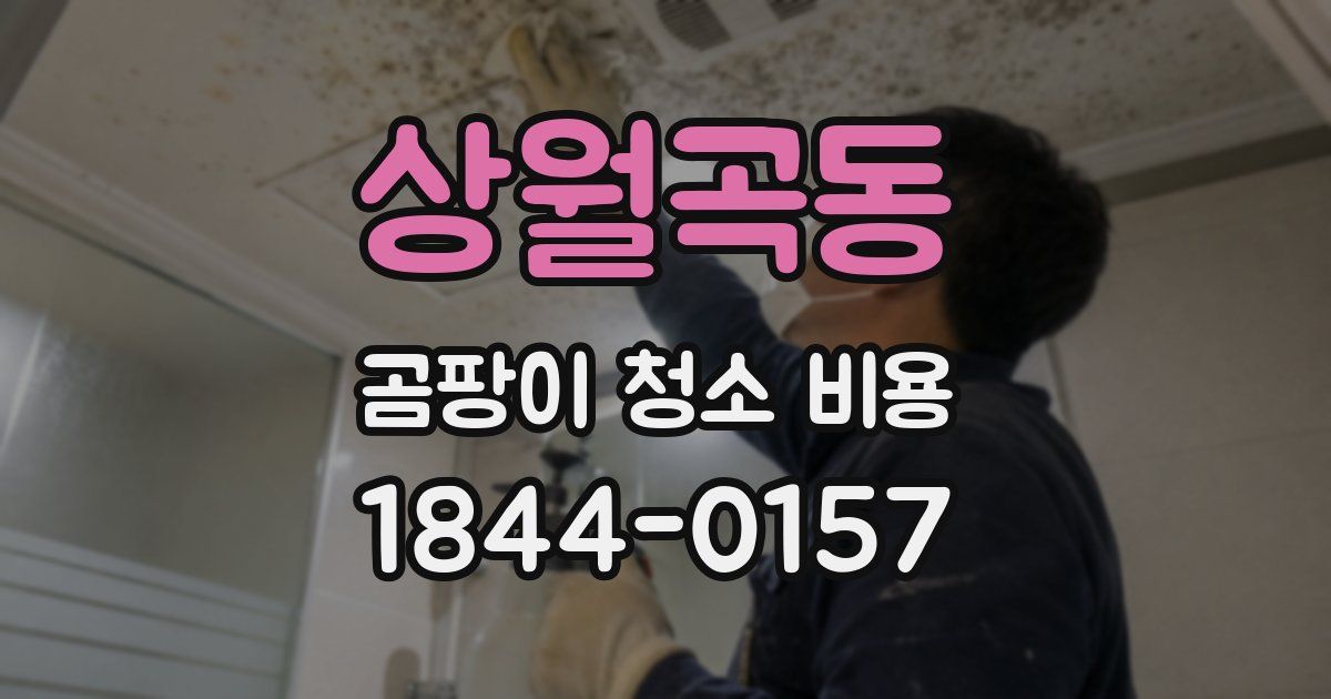 상월곡동 곰팡이 청소 비용