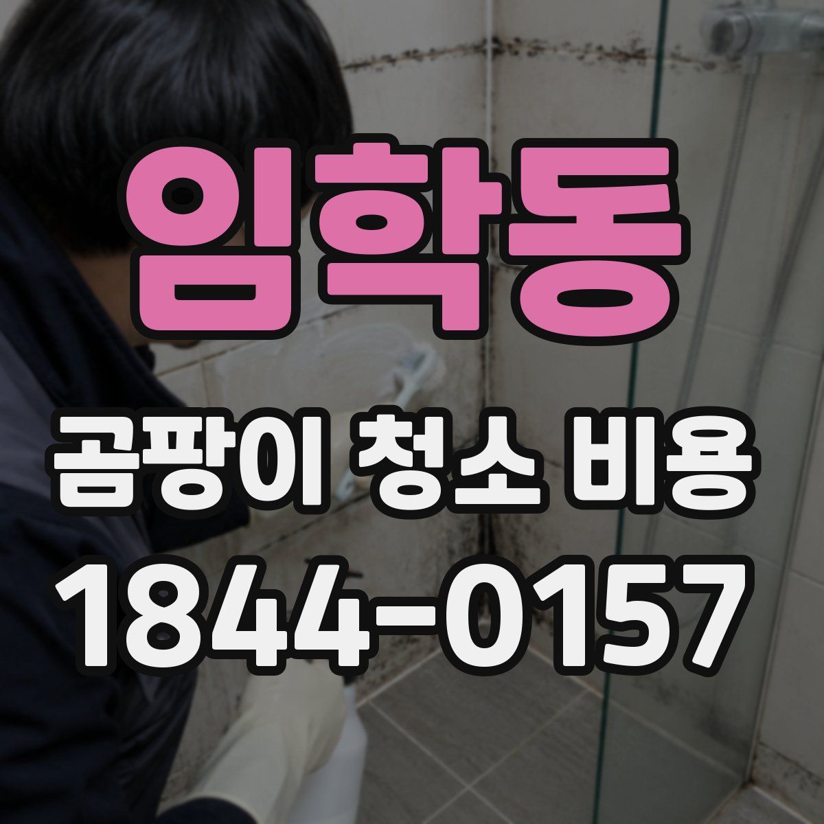 임학동 곰팡이 청소 비용