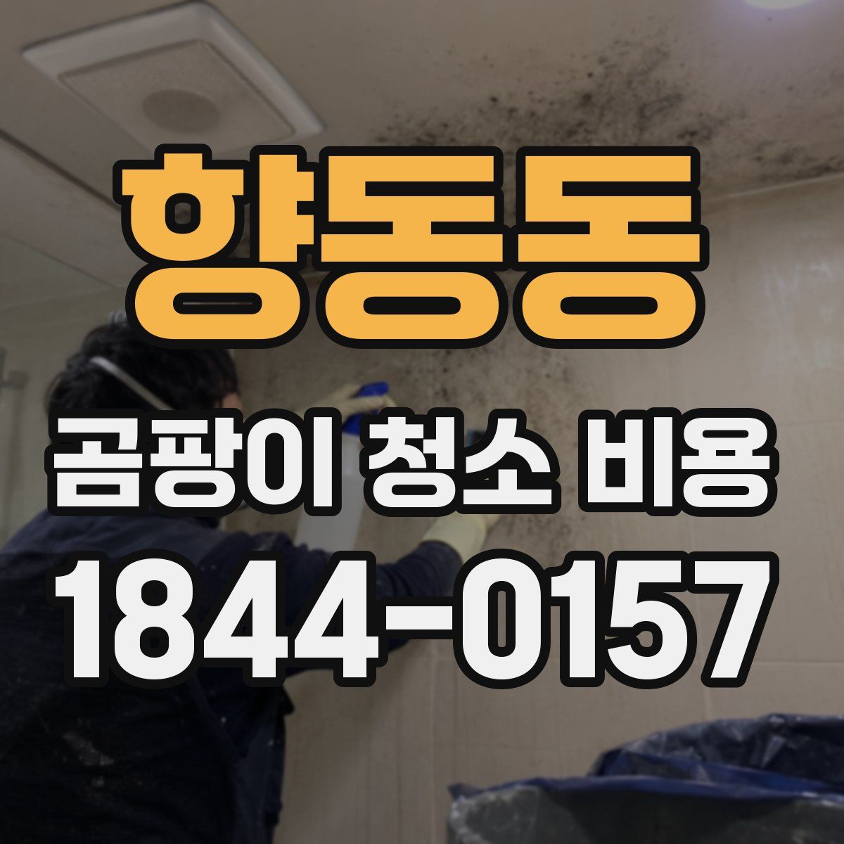 향동동 곰팡이 청소 비용