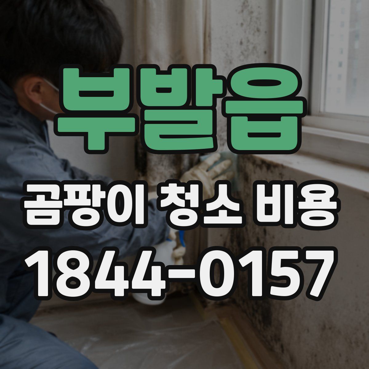 부발읍 곰팡이 청소 비용