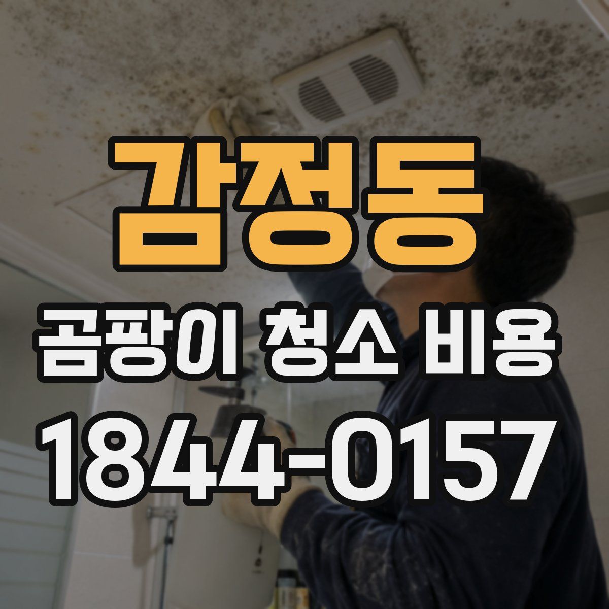 감정동 곰팡이 청소 비용