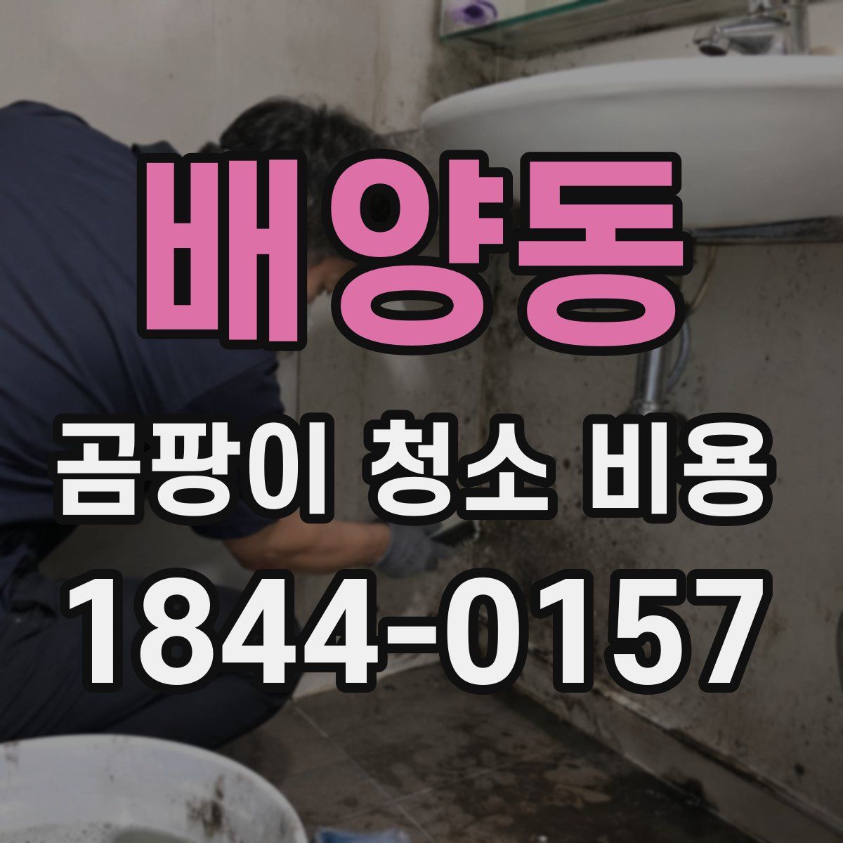 배양동 곰팡이 청소 비용