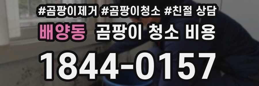 배양동 곰팡이 청소 비용