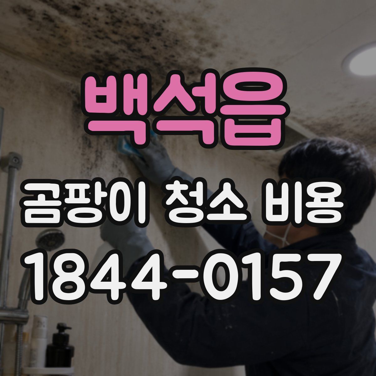 백석읍 곰팡이 청소 비용