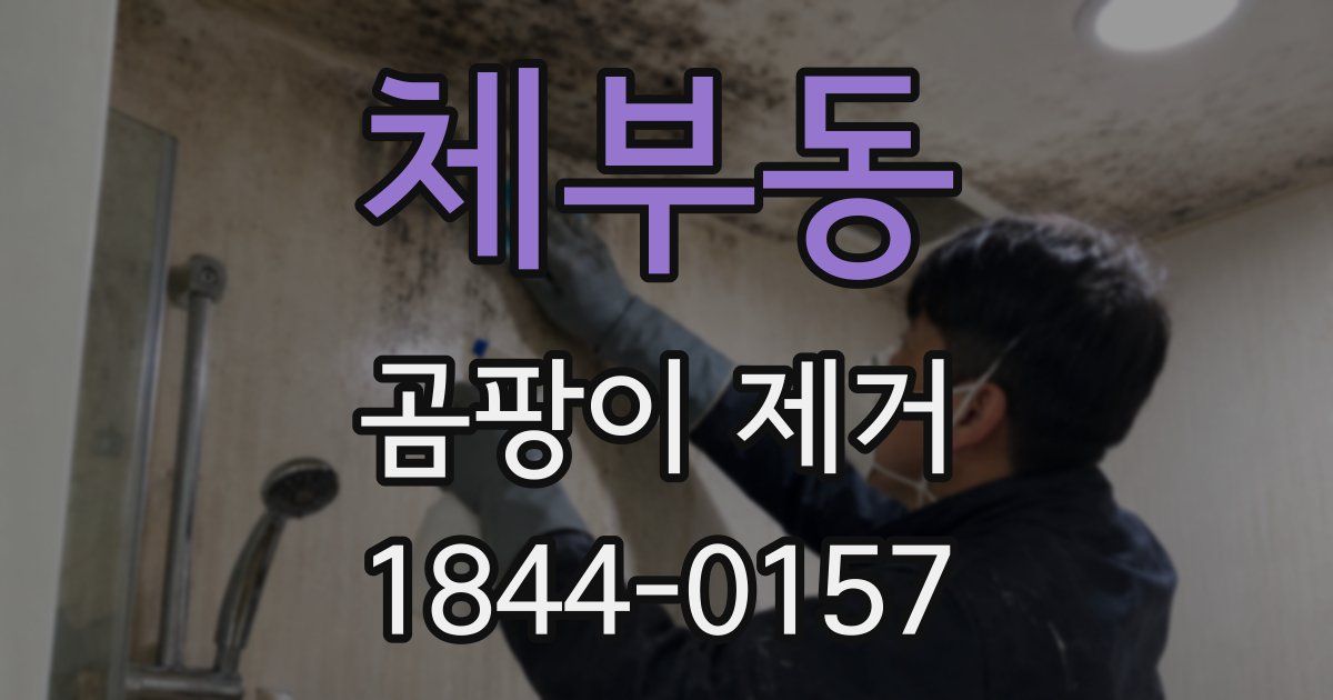 체부동 곰팡이 제거