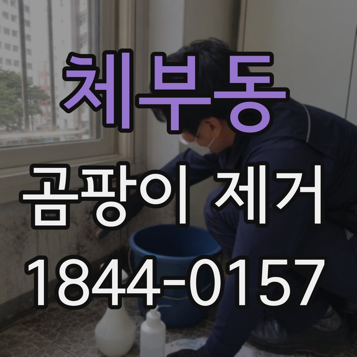 체부동 곰팡이 제거