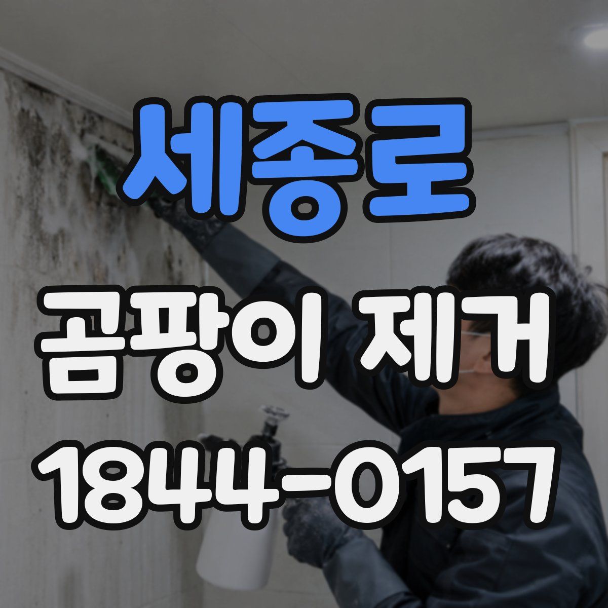 세종로 곰팡이 제거