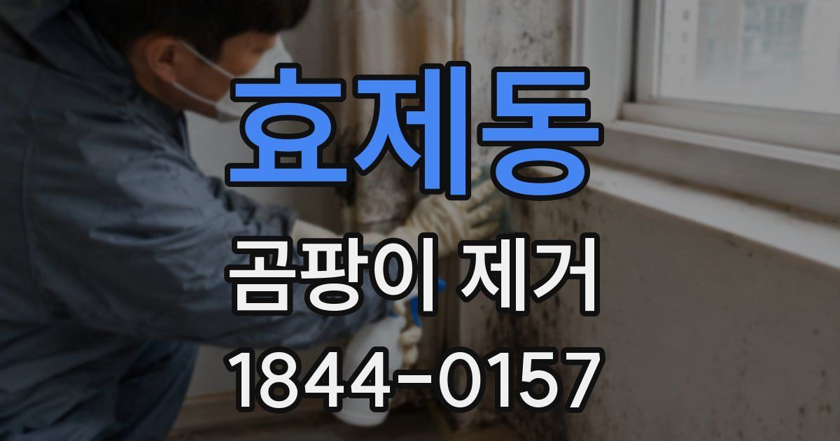 효제동 곰팡이 제거