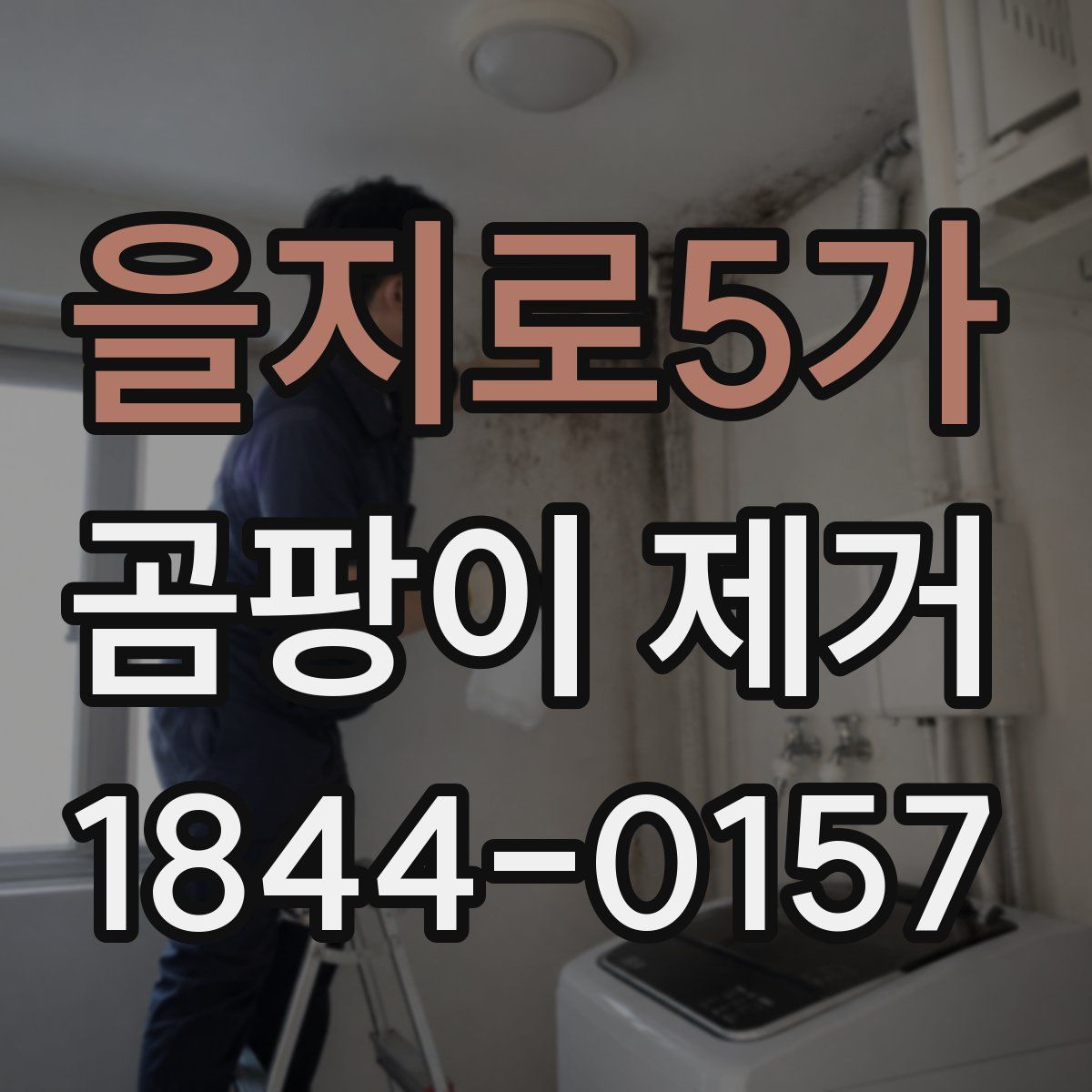 을지로5가 곰팡이 제거