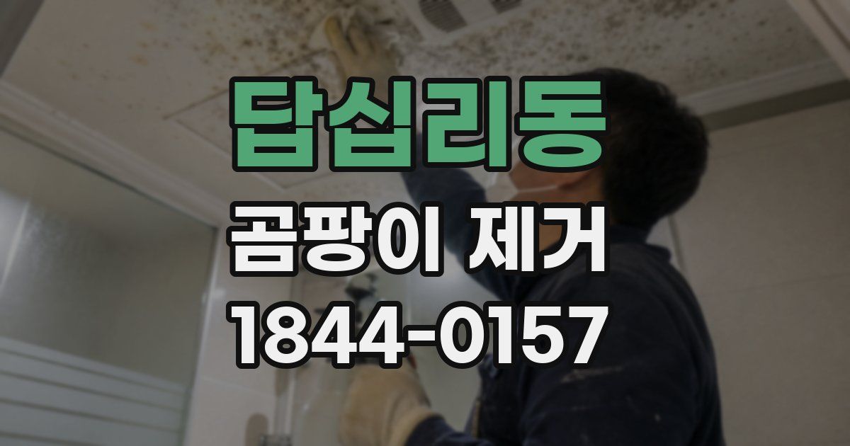 답십리동 곰팡이 제거