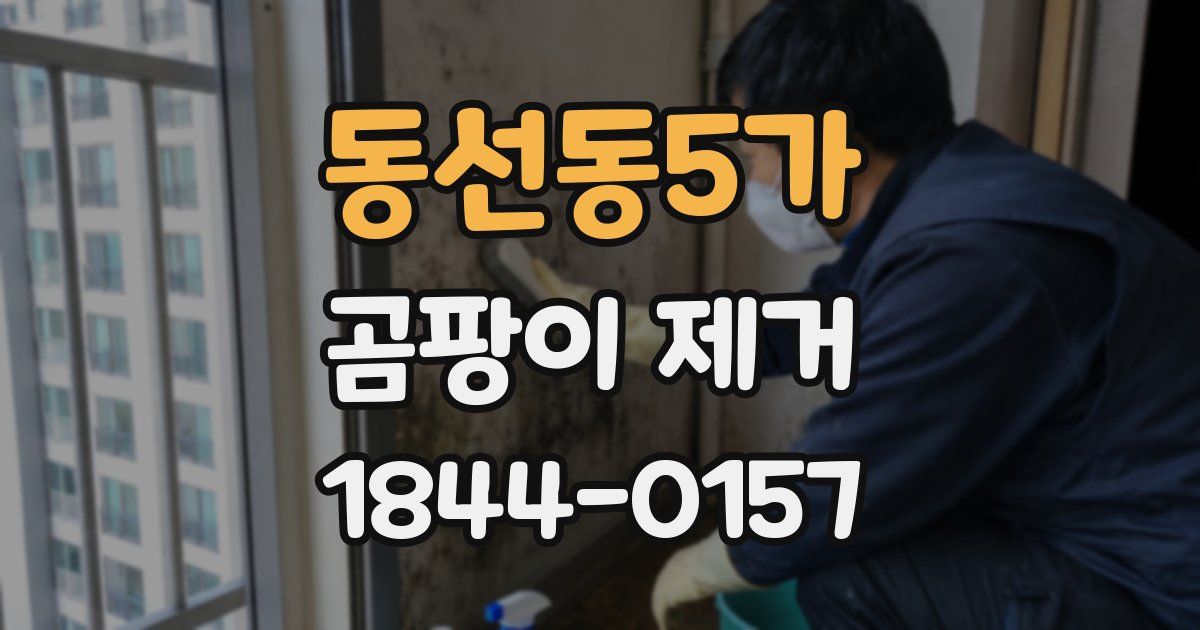동선동5가 곰팡이 제거