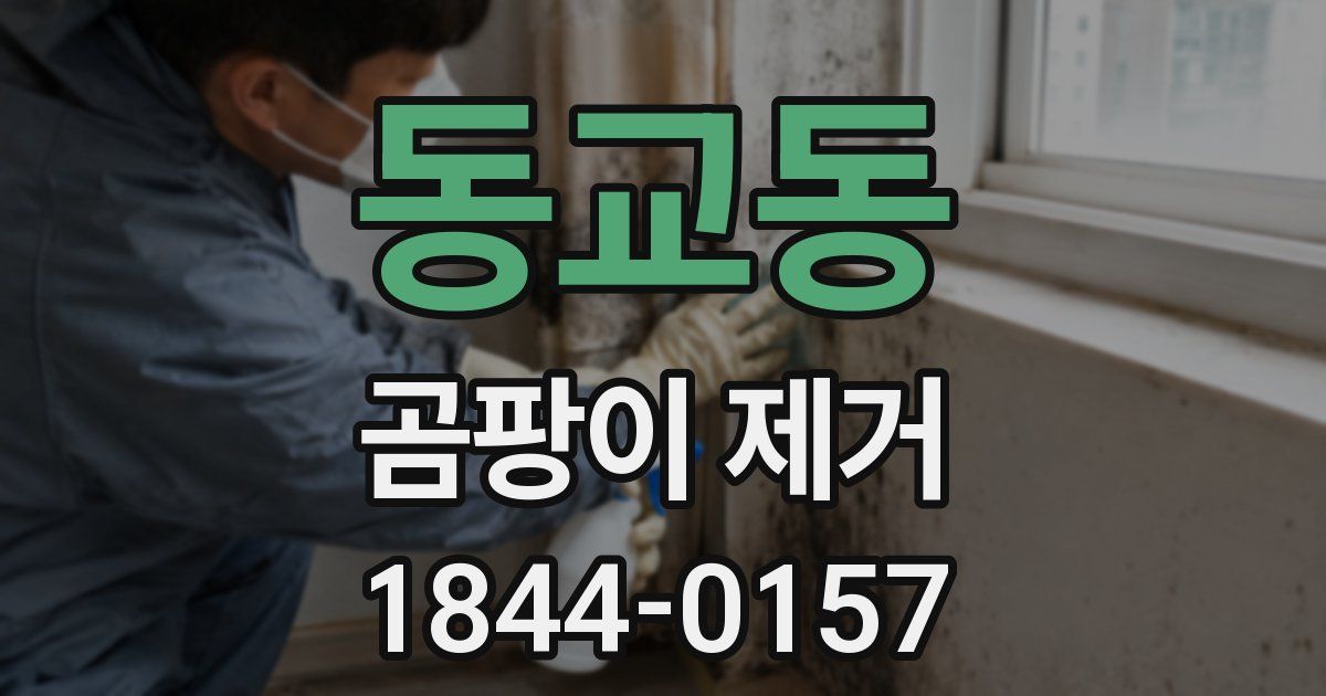동교동 곰팡이 제거