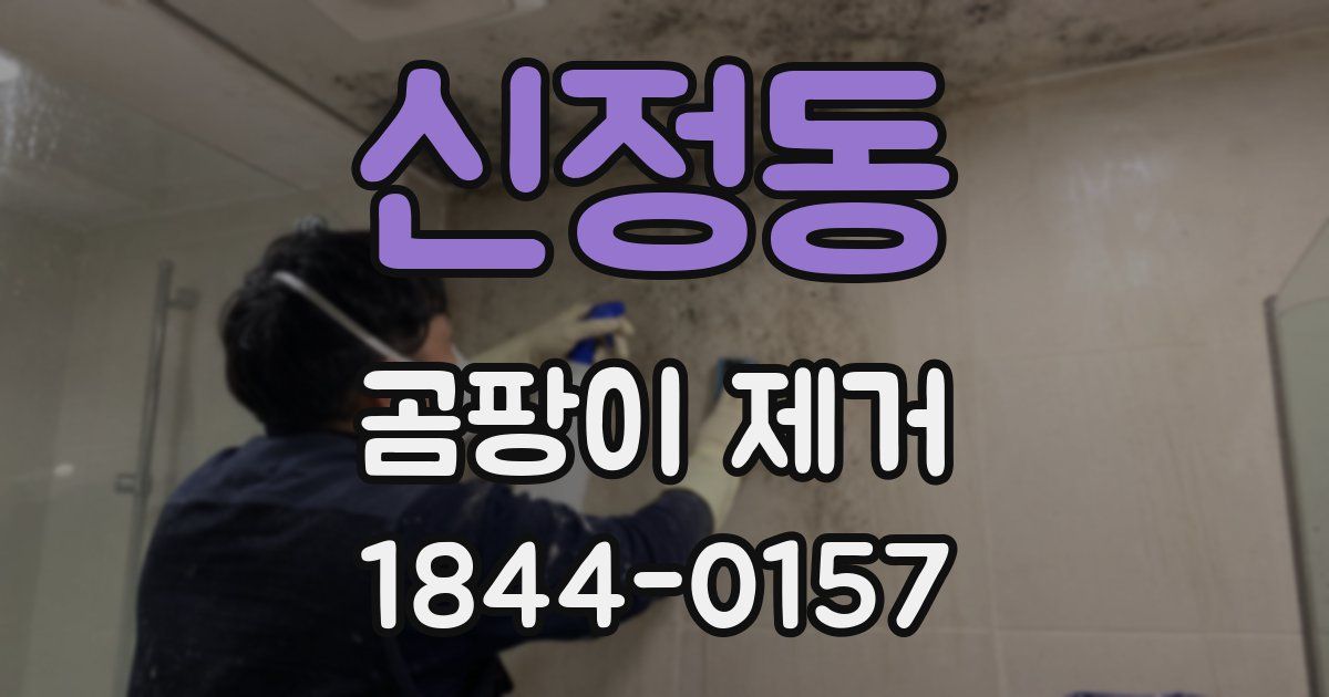 신정동 곰팡이 제거
