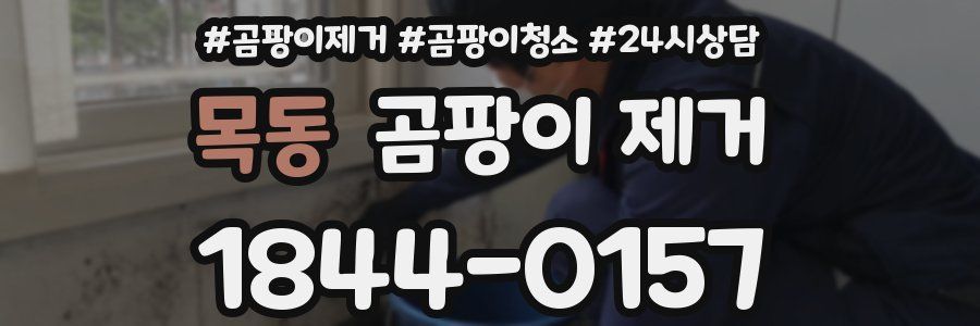 목동 곰팡이 제거