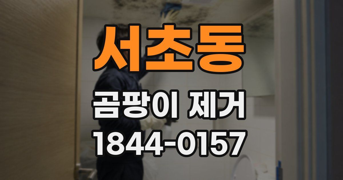 서초동 곰팡이 제거