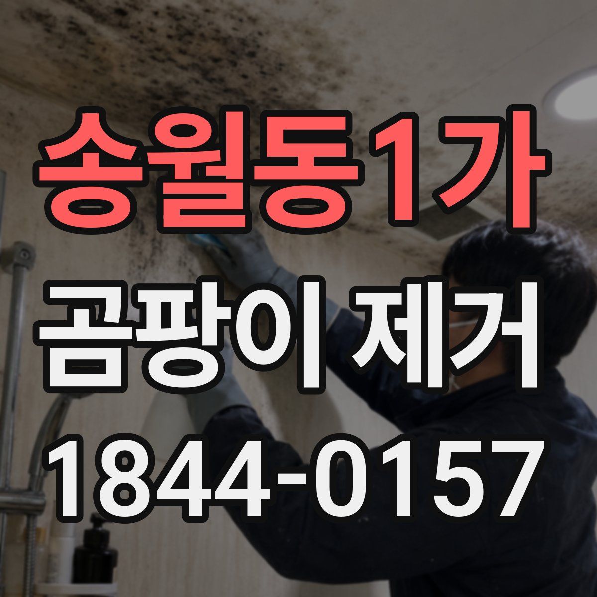 송월동1가 곰팡이 제거