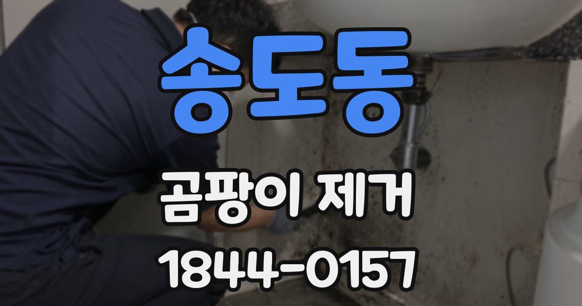 송도동 곰팡이 제거