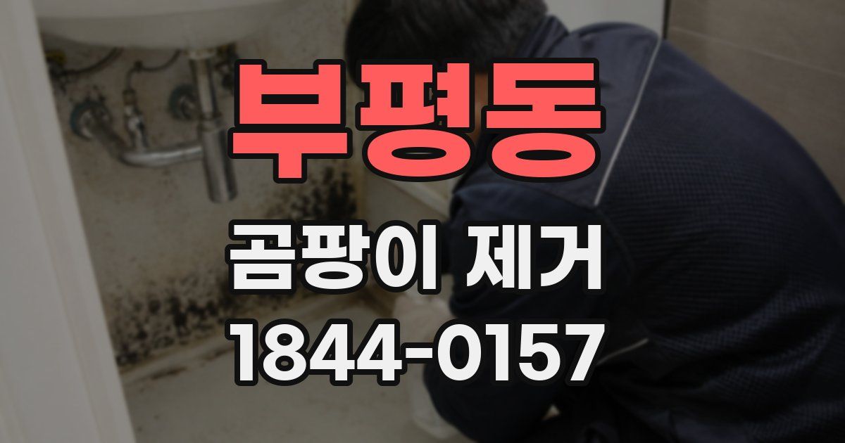 부평동 곰팡이 제거