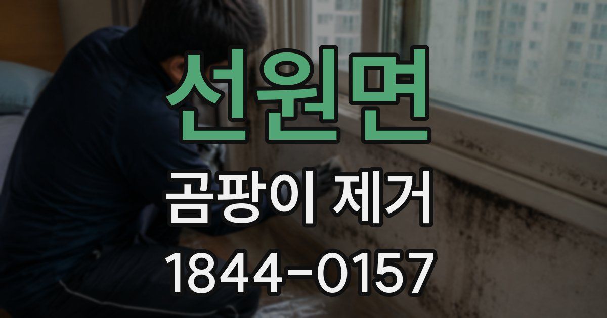 선원면 곰팡이 제거