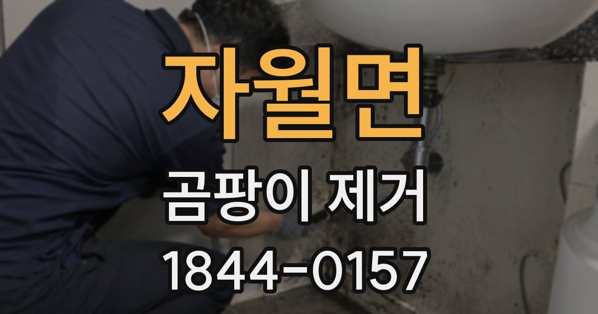 자월면 곰팡이 제거