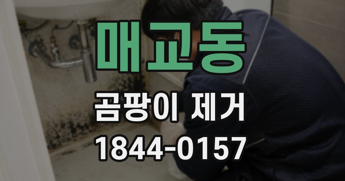 매교동 곰팡이 제거