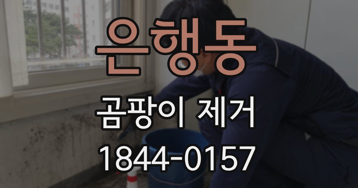 은행동 곰팡이 제거