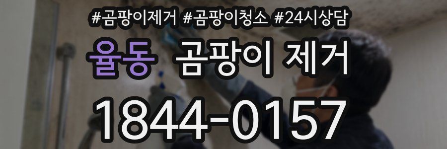 율동 곰팡이 제거