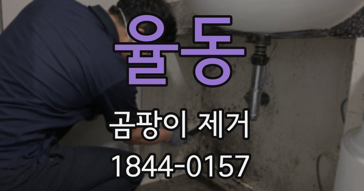 율동 곰팡이 제거